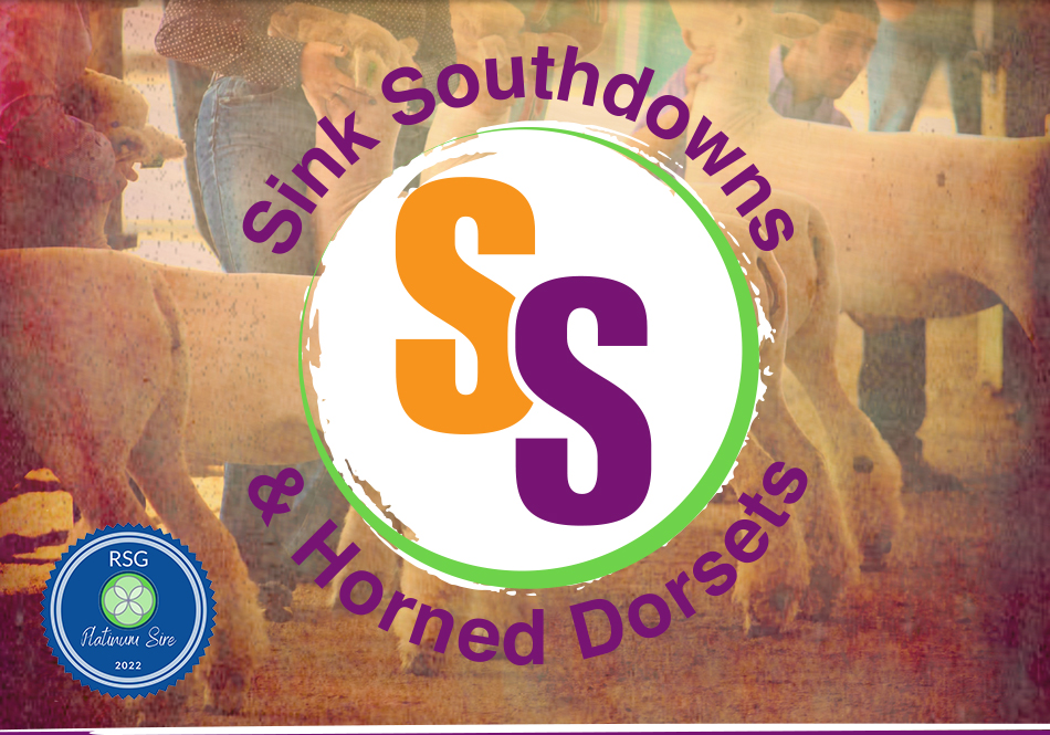 Sink Southdowns and Horned Dorsets