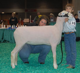 Reserve Grand Champion Ewe - National Open Horned Dorset Show